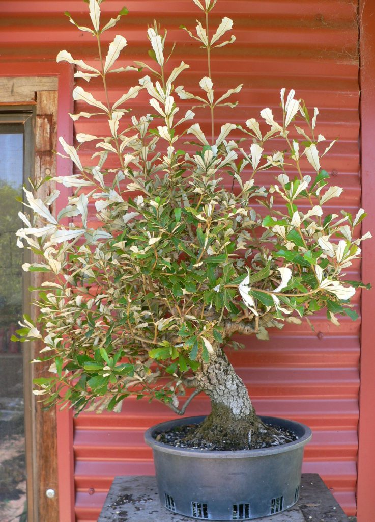 Banksias As Bonsai Shibui Bonsai