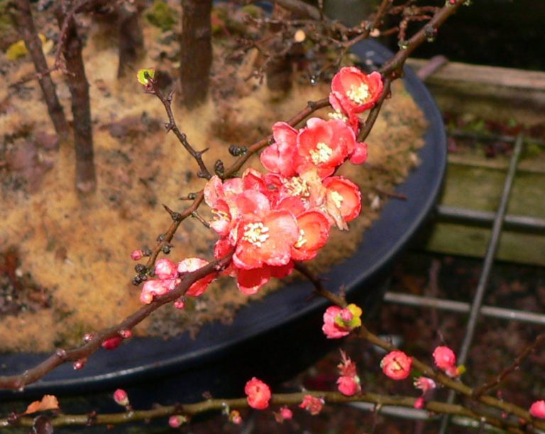 Chojubai – Dwarf Japanese Quince | Shibui Bonsai