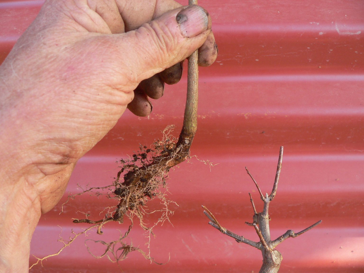 Use seedlings to add new roots Shibui Bonsai