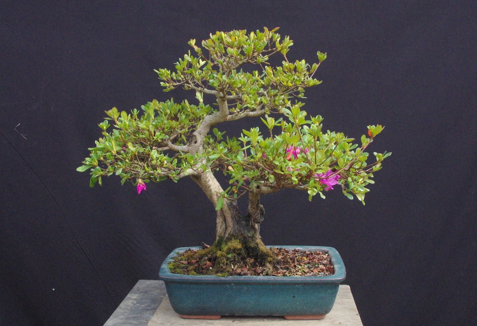 Flowering bonsai Shibui Bonsai