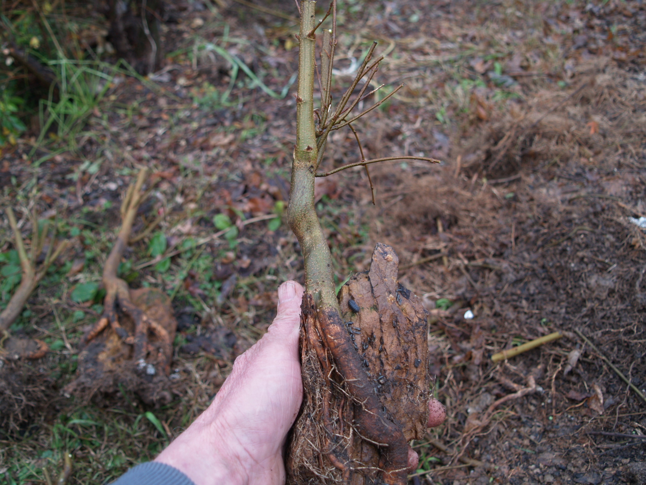 Shibui Bonsai | Growers of Pre Bonsai and Bonsai Starters