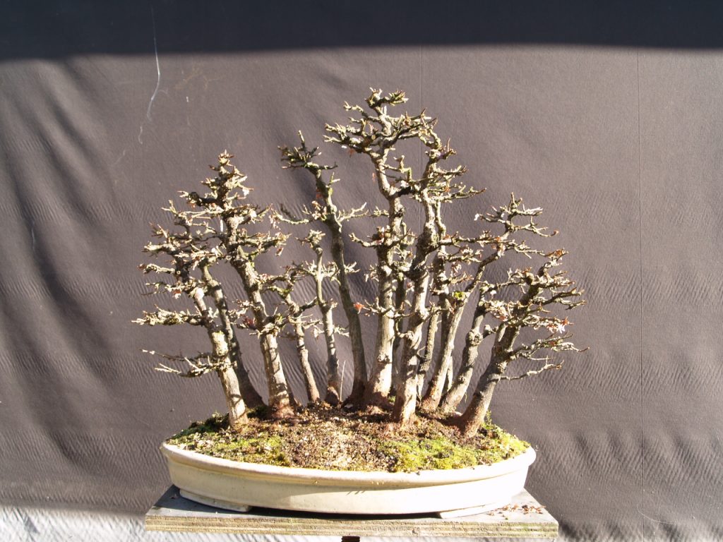 Bonsai Melbourne - Bonsai For Sale